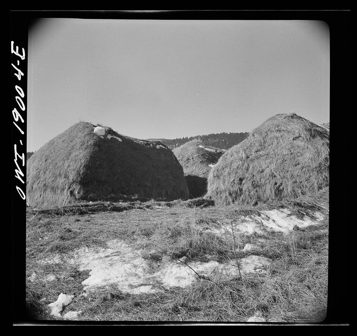 Putting Up Hay