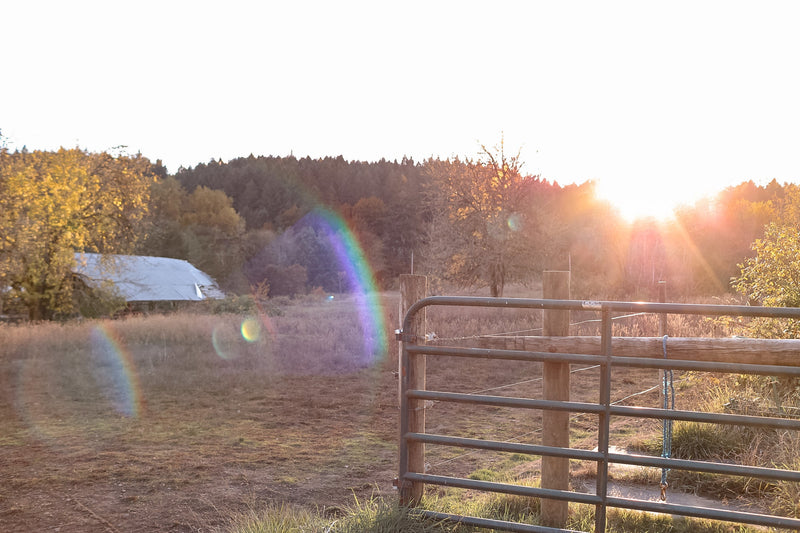 Golden sunset over an open ranch pasture with a metal pipe gate and trees in the distance