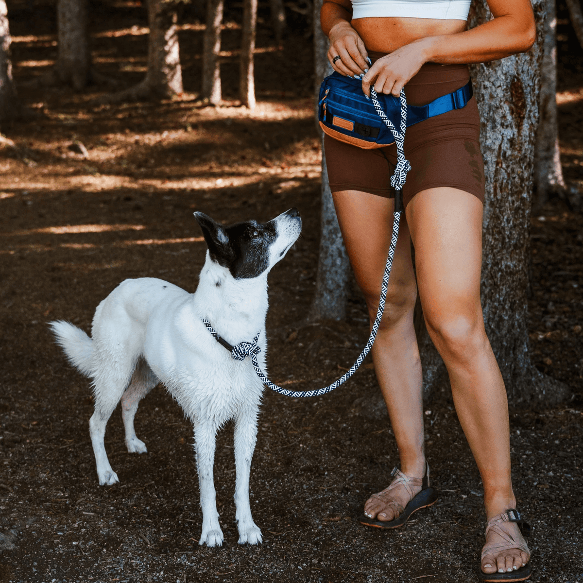 Quality Dog Leashes Fashionable Adventure Ready Sackett Ranch