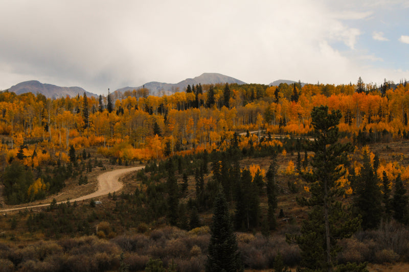 A dirt road winding through golden autumn aspens and pines toward mountain peaks under a cloudy sky, the kind of open Western country the Buffalo Soldiers patrolled and opened to travel