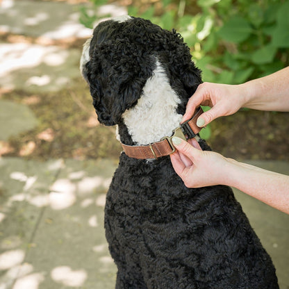 Leather Dog Collar
