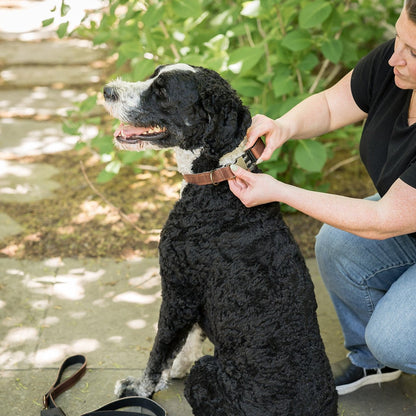 Leather Dog Collar